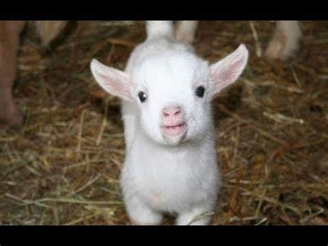 Baby Goats - Funny And Cute Baby Goats Compilation [BEST OF] - YouTube