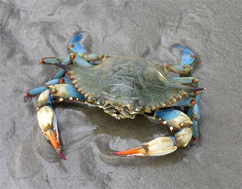 Female blue crab on the Gulf Coast | Another female blue cra… | Flickr