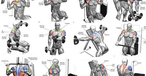 Best Shoulder Workouts For Beginners - WorkoutWalls