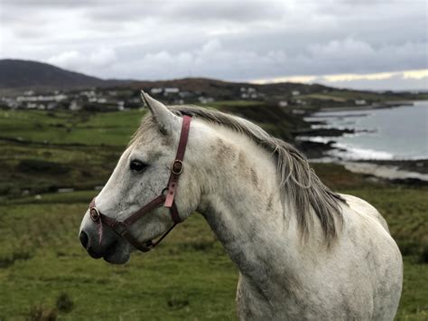 A Connemara Pony, Renvyle. : r/ireland