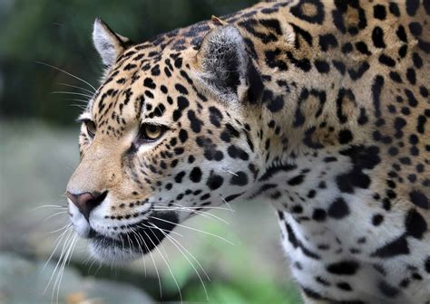 Jaguar Conservation in Costa Rica - Volunteer Programs | GVI Planet