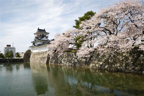 富山城址公園の桜｜花見特集2024