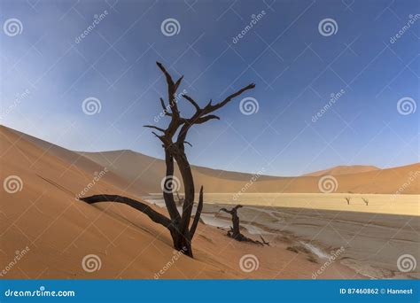 Sand Dune and Dead Camelthorn Tree Editorial Photography - Image of nature, africa: 87460862