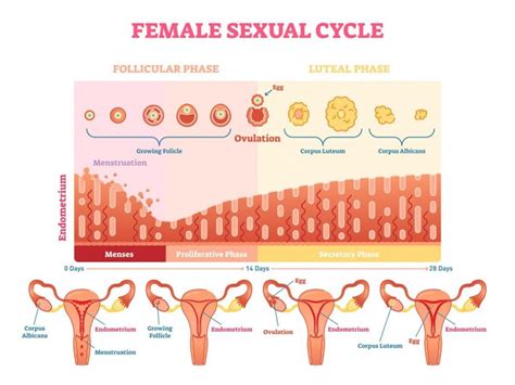 All About the Female Reproductive System - Facty Health