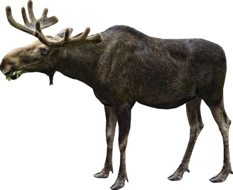 Moose PNG Transparent Images