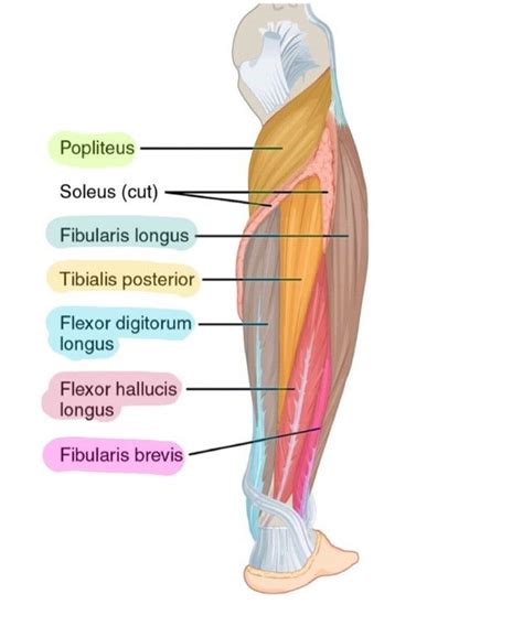 Anterior And Posterior Leg Muscles