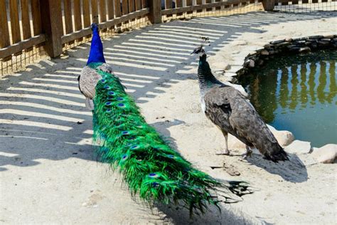 Peacock Couple – Telegraph