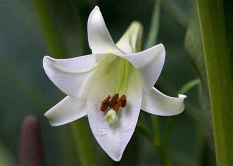 Grow These 8 Lily Types With Stunning Trumpet, Oriental And Asiatic Options | Horticulture Magazine