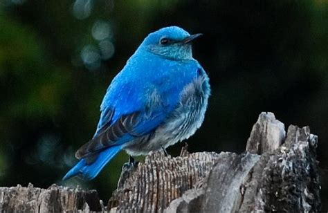 Idaho’s State Bird: Mountain Bluebird | Blue bird, Animal totems, State birds