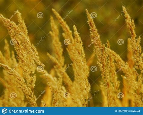 Hay at sunset stock image. Image of field, nature, grass - 126472539