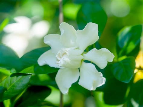 Learn How To Grow And Care For Gardenia Plants