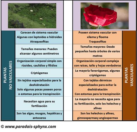 Diferencias entre plantas vasculares y no vasculares - Naturaleza y ...