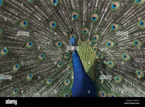 showing male Peacock - Los Angeles County Arboretum Stock Photo - Alamy