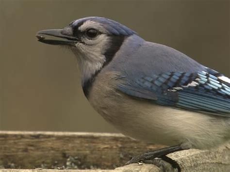 Blue Jay Overview, All About Birds, Cornell Lab of Ornithology