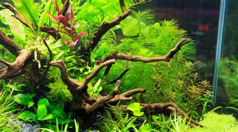 3 Best Aquarium Plants for Beginners - Electric Blue Crayfish & Freshwater Fish