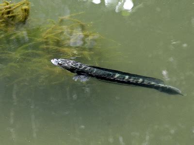 Giant Snakehead - Channa micropeltes