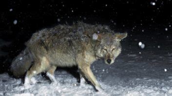 Frequently Asked Questions About Coyote Hunting At Night