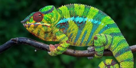 Nanotechnology and the Chemistry of Color-Changing Lizards | Lab Manager