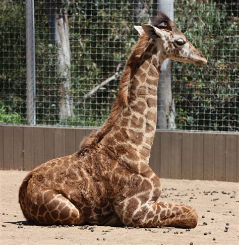 Baby Giraffe - Type Animal