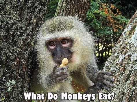 What Do Monkeys Eat? | Monkeys Diet By Types | What Eats Monkeys?