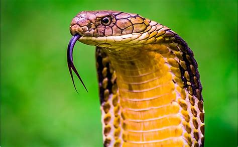 8 Interesting Facts About The King Cobra - WorldAtlas