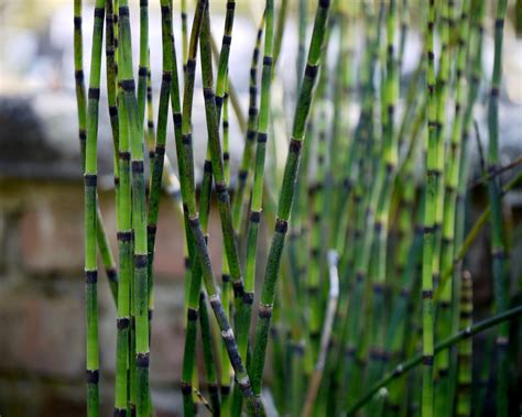 Equisetum hyemale var. robustum - Mount Venus Nursery