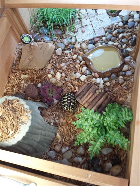 Indoor enclosure. Tortoise house by ZooMed | Tortoise house, Turtle habitat, Tortoises