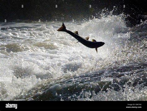 Salmon swimming upstream Stock Photo - Alamy