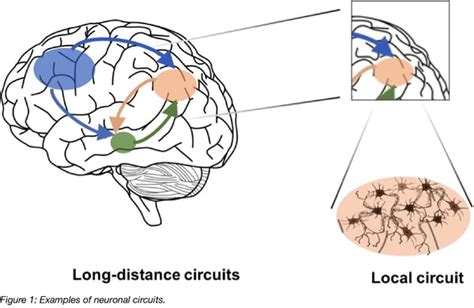 Using AAV for neuronal tracing