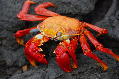 SEASHORE : Crabs and Their Relatives ~ Pinegreenwoods