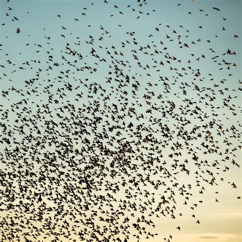 Flock of swarming birds (brambling/bjørkefink) at dusk – Photography ...