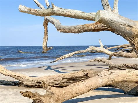 Boneyard Beach in Florida: a Treasure Inside Big Talbot Island - Next ...