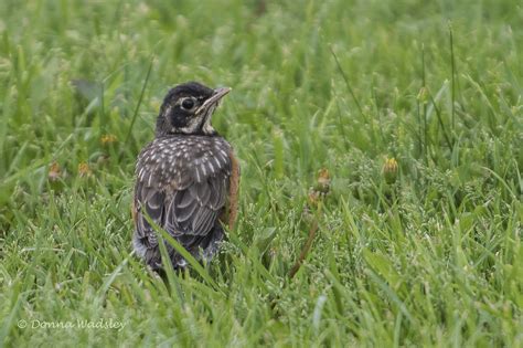 American Robin Fledgling Learning To Fly | Photos by Donna