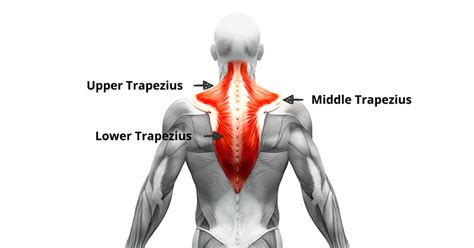 TRAPEZIUS MUSCLE - Mobile Physiotherapy Clinic Ahmedabad Gujarat