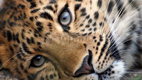 Free download | HD PNG eyes face leopard spotted wallpaper background best stock photos - Image ...