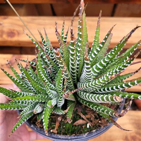 Haworthia fasciata - Zebra Plant Succulent Plant | eBay