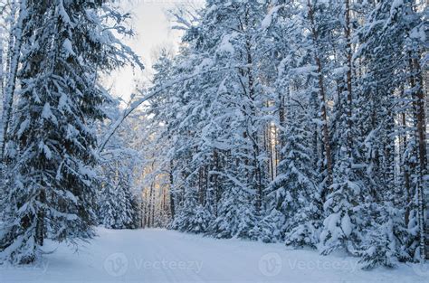 Spruce covered with snow in winter forest. Viitna, Estonia. 1321782 ...