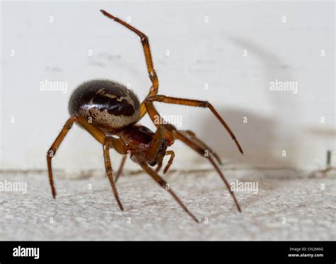 Steatoda Spider Man