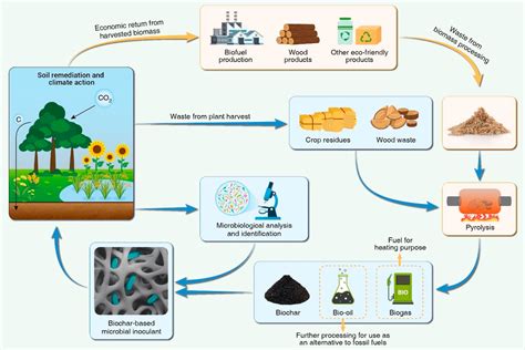 Integrating Biochar, Bacteria, and Plants for Sustainable Remediation ...