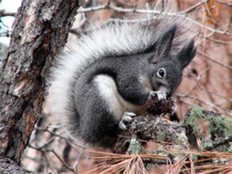 Abert's Squirrel - Bandelier National Monument (U.S. National Park Service)