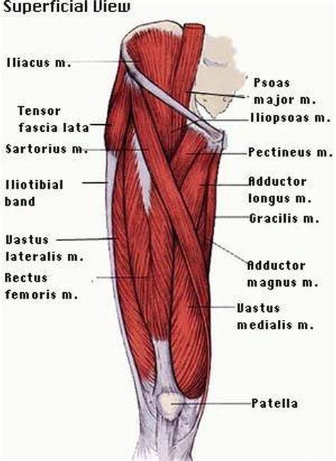 Pictures Of Anterior Thigh Muscles