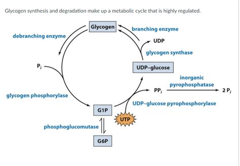 Solved Glycogen synthesis and degradation make up a | Chegg.com