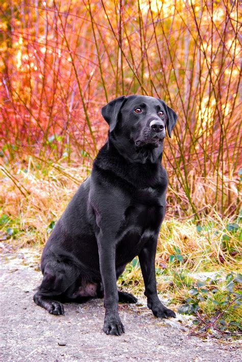 Perro labrador de color negro - Razas de perros - Dogs | Perro labrador de color negro - Razas ...