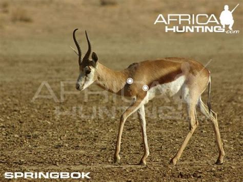 Hunting Black Springbuck in South Africa - Somerby Safaris