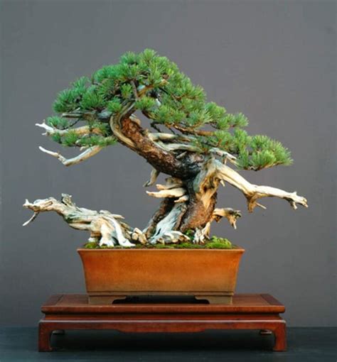 30 Dwarf Mugo Pine Bonsai Tree Seeds - Pinus mugo pumilio | Bonsai tree, Japanese bonsai, Pine ...