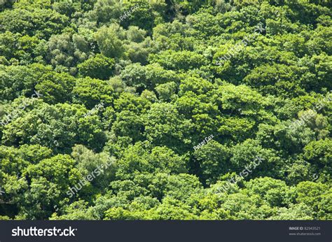 Aerial View Oak Woodland Stock Photo 82943521 - Shutterstock