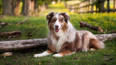 Australian Shepherd Training Guide | Our Deer