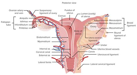 The Large Central Portion of the Uterus Is Called the