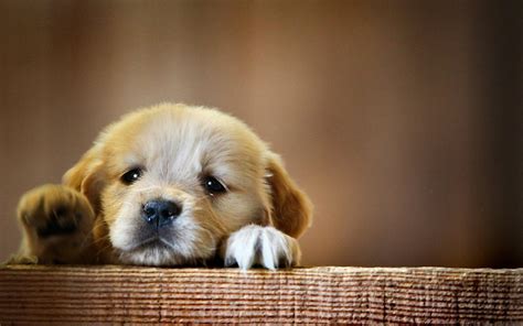 🔥 Download Cute Dogs Wallpaper Dog Puppy Desktop by @tschneider59 | Cute Dogs Wallpapers, Cute ...