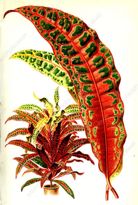 Variegated croton, 19th century - Stock Image - C042/0406 - Science Photo Library